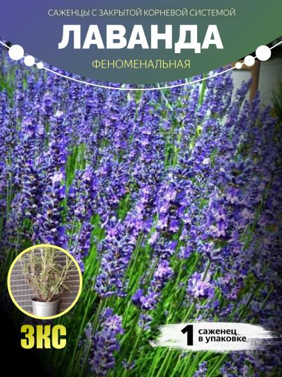 Лаванда "ФЕНОМЕНАЛЬНАЯ" ЗКС